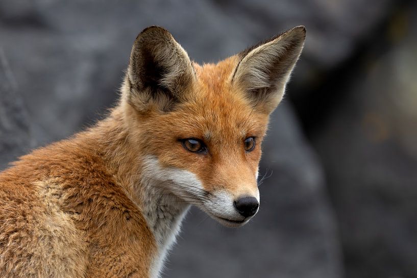 vos moet al vroeg leren dat de omgeving in de gaten gehouden moet worden van Ria van den Broeke