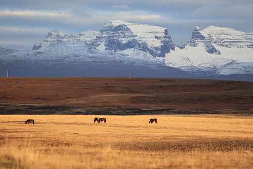 IJslandse paarden in een weide