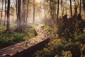 Mysterious path van Wim van D