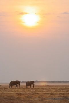 Des éléphants sous le soleil sur Gijs de Kruijf