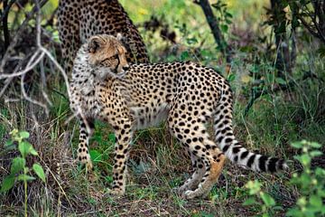 Cheetah ( jachtluipaard ) in de natuur van Afrika van Chi