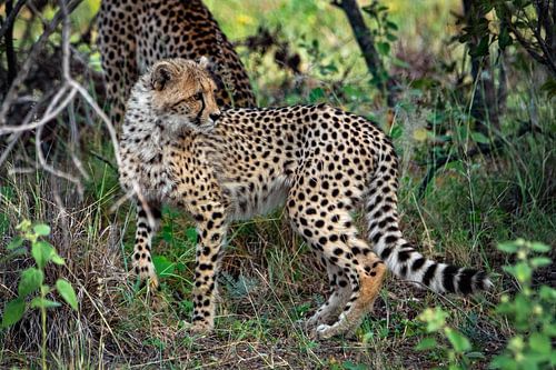 Guépard ( cheetah ) dans les régions sauvages d'Afrique