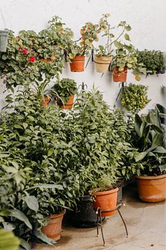 Botanische foto print - planten in potten in een patio Felix Spanje