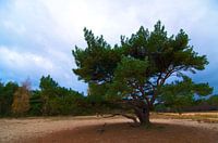 Kalmt houtse heide