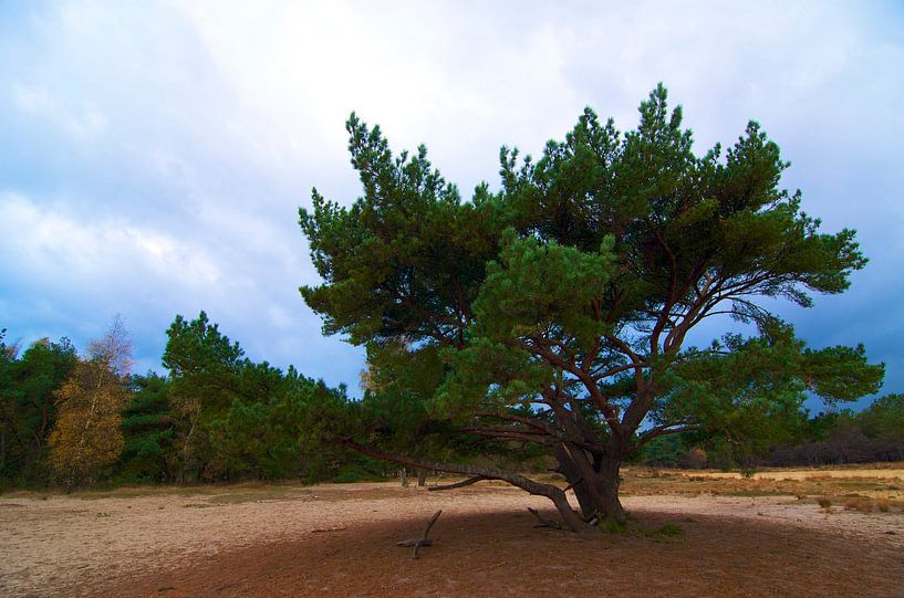 Kalmt houtse heide by Fred Repko