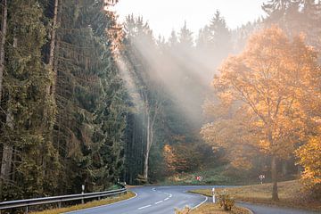 Gloire du matin sur Bert Zuidweg