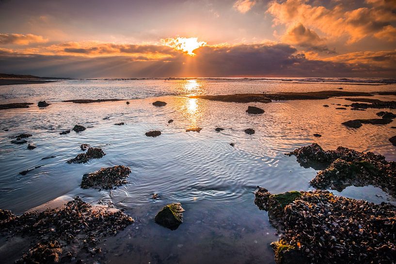 Les coquilles comme corail par peterheinspictures