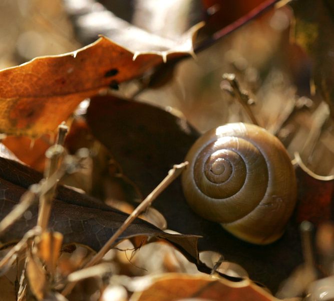 Slakkenhuis in herfstbladeren van Lynn van Baaren