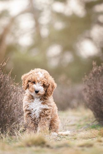 Labradoodle puppy