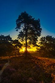 La lande de Drentse au lever du soleil