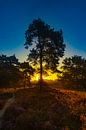 De Drentse heide tijdens zonsopkomst van Gert Hilbink thumbnail