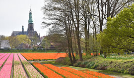 Blühende Felder im Frühling