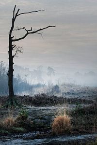 Desolate