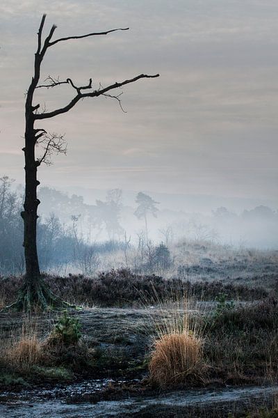Desolate von peter reinders