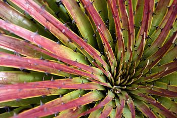 Ecuadoraanse bromelia