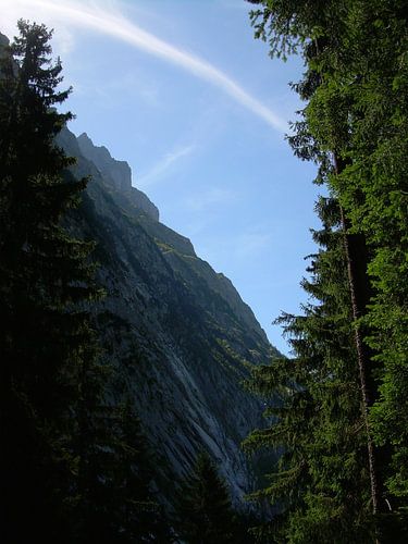 Tussen de bomen door