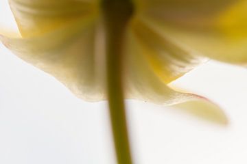 Tulp geel van Siska Heus