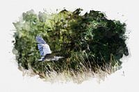 Watercolour photo Blue Heron