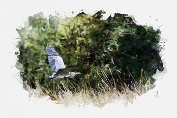 Watercolour photo Blue Heron by Jan Bouw