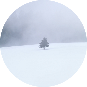single tree on snow in fog van Olha Rohulya