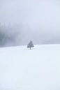 single tree on snow in fog van Olha Rohulya thumbnail