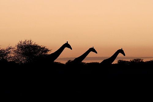 Silhouette de girafes