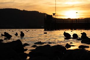 Oiseaux de mer le soir à contre-jour