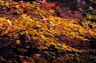 Herfst kleuren van Marcel Pietersen thumbnail