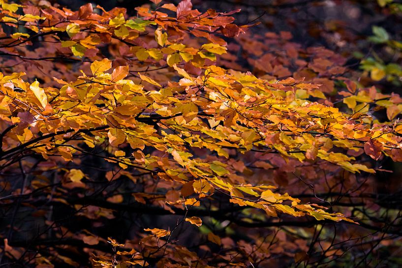 Herfst kleuren van Marcel Pietersen