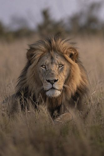 King’s Gaze – Monumentaal Fine-Art Leeuwenportret