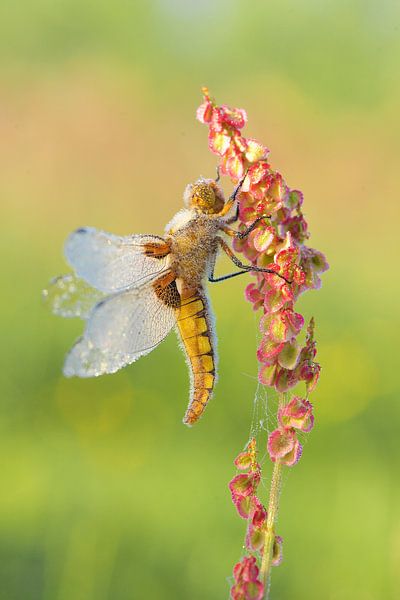 Ventre plat avec rosée par Erik Veldkamp