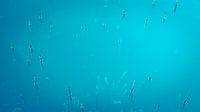 Icy Water