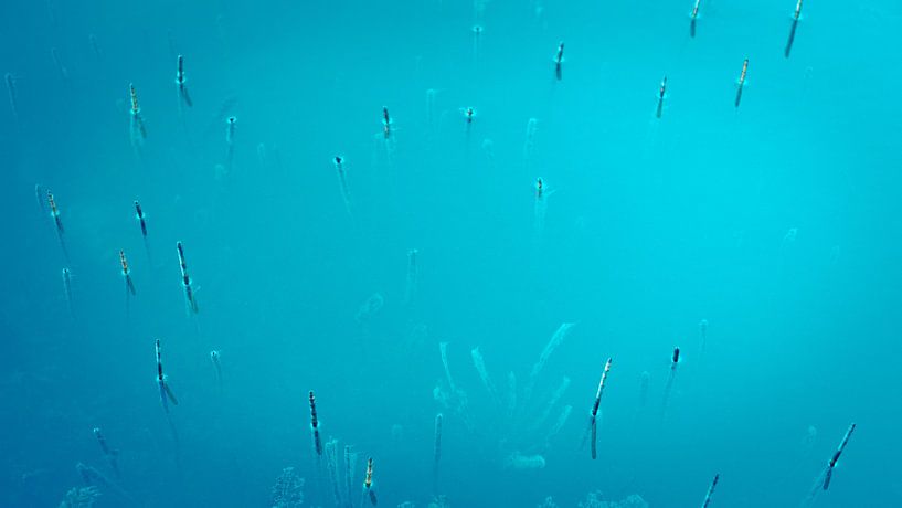 Eisiges Wasser von Auke Hamers