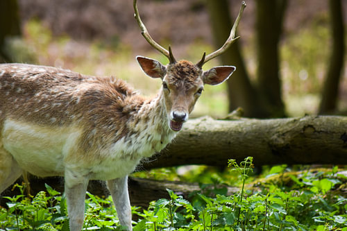 A wild Bambi