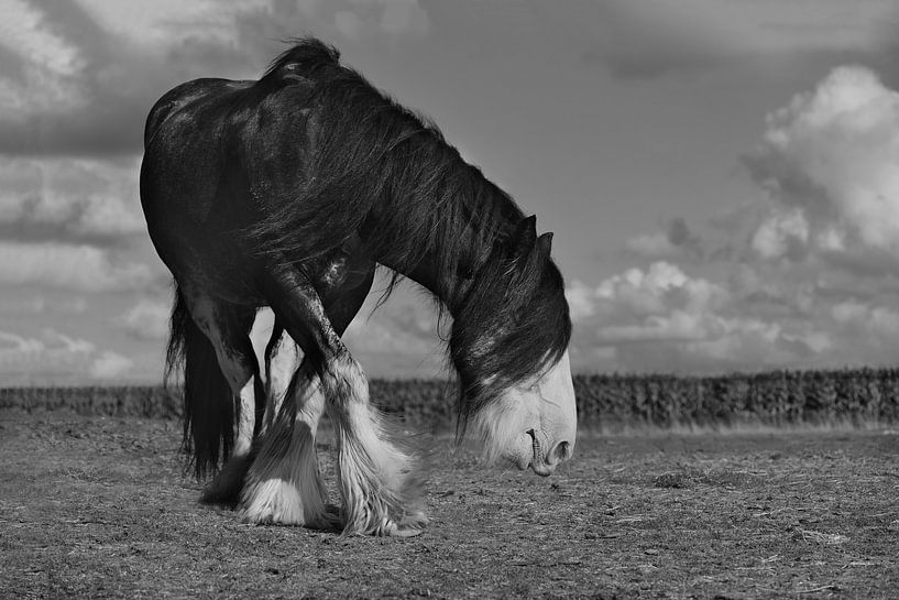 Pferd mit langer Mähne in Schwarz-Weiß von Catalina Morales Gonzalez