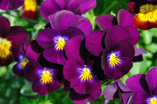 Viooltjes in de lentezon