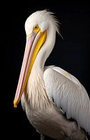 Pelikan portret
