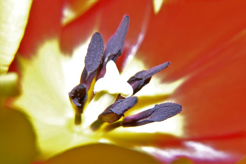 Tulipe par R Schloesser