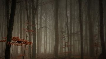 In a misty forrest (16:9) by Lex Schulte
