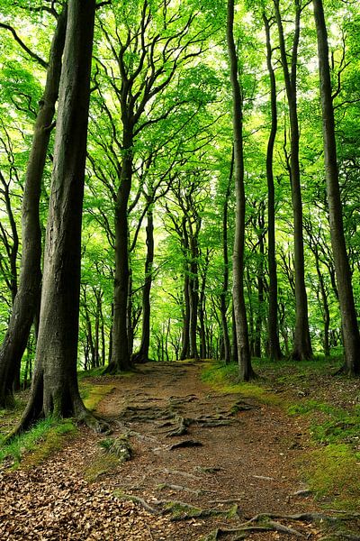 Maiwald by Ostsee Bilder