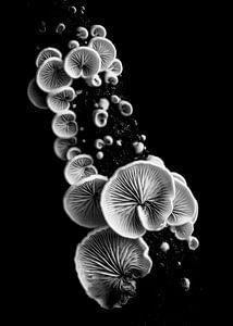 Crepidotus