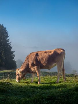 Een mooie koe uit de Allgäu III van calvaine8