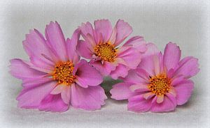 Kosmosblüte mit floralem Relief