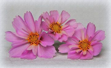 Cosmosbloem met bloemenrelief van Jose Lok