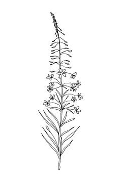 Botanical basics. Black and white drawing of a simple flower. Fireweed. by Dina Dankers