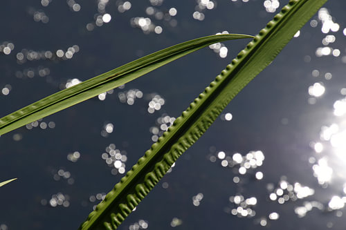 Ribbelblad 6