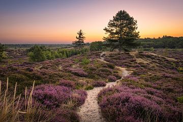 Heather auf Terschelling. von Marco Lok