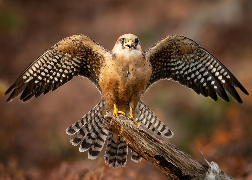 Rotfußfalke in Herbstfarben von Patrick van Bakkum