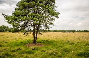 Pin sylvestre solitaire dans le champ sur Ruud Morijn