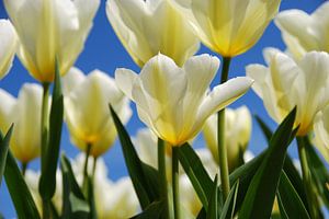 Witte tulpen, blauwe lucht. van Leuntje 's shop